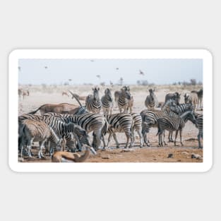 Safari Zebras 2 Sticker